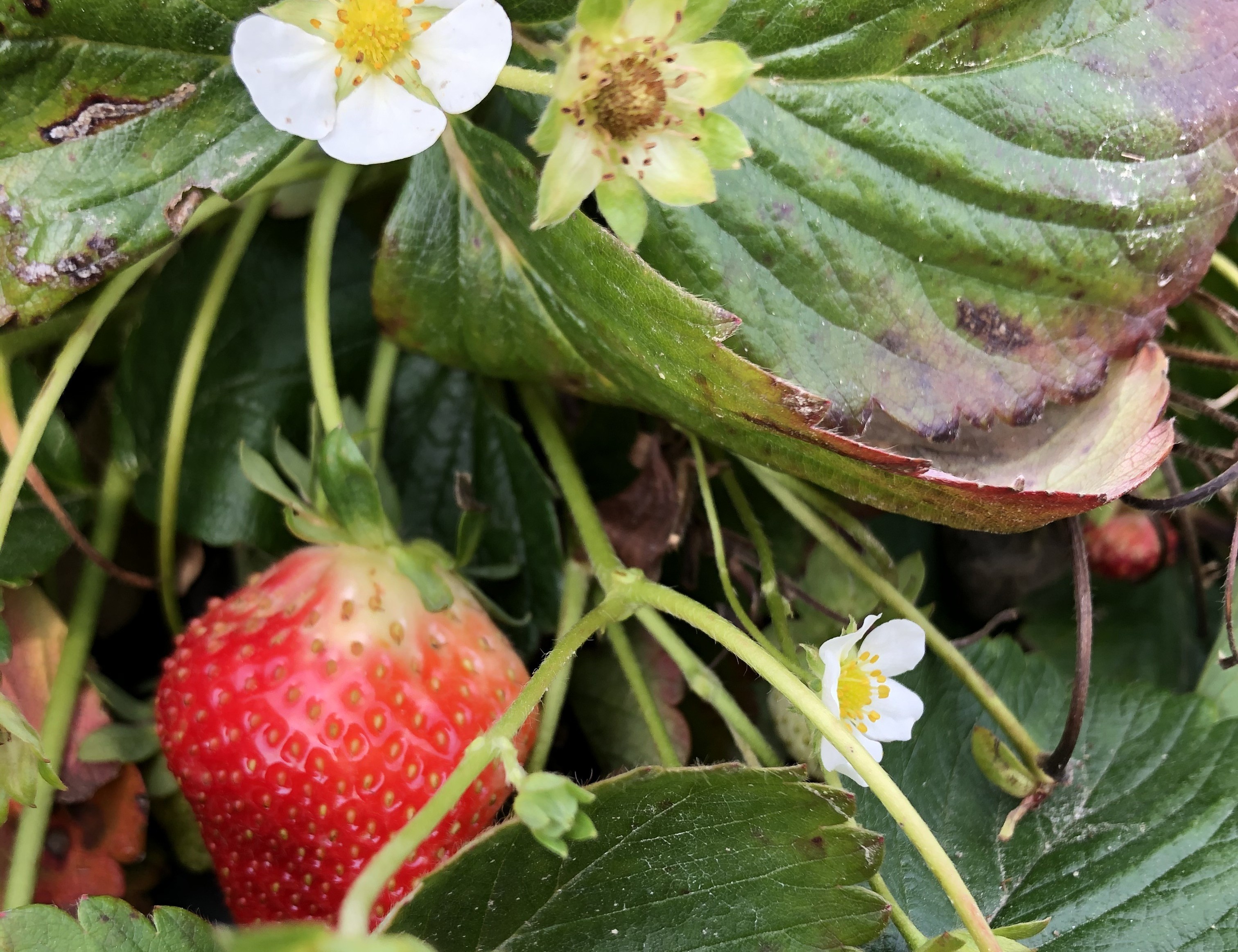 ATELIER APPRENTI (E) AGRICULTEUR / Fraises