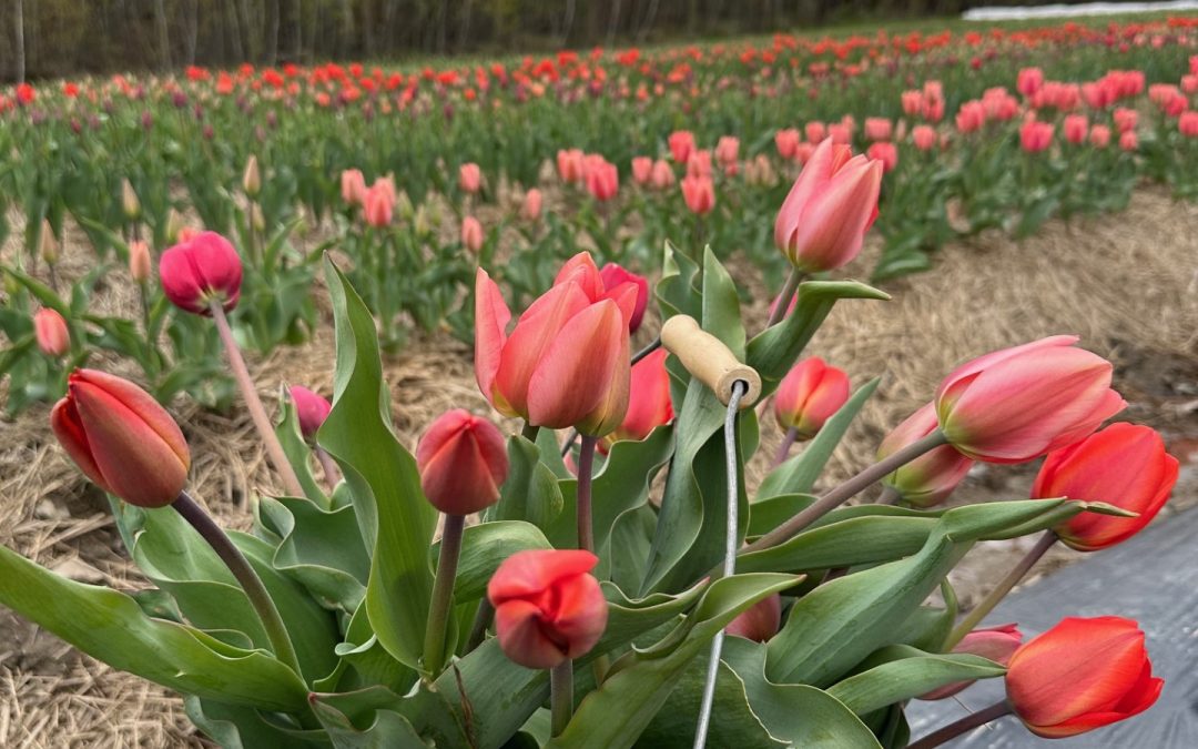 Le retour de l’autocueillette de tulipes à la Ferme St-Élie!