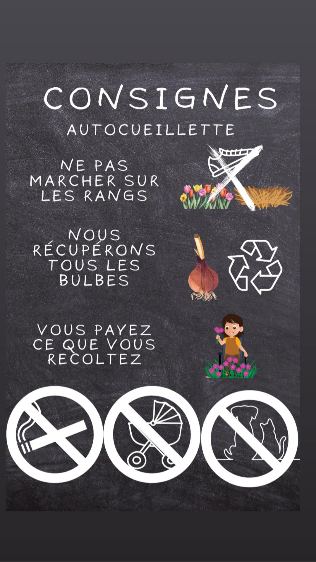 Autocueillette de tulipes & jonquilles 2026 à la Ferme St-Élie